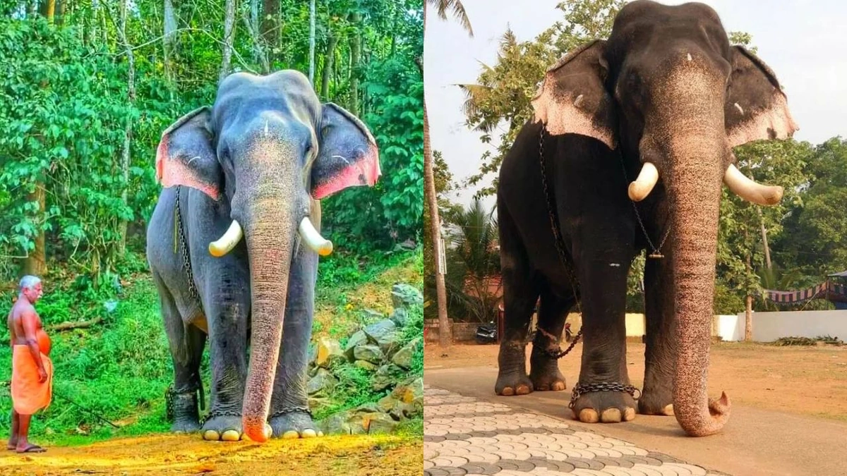 Who is Ayyappan, Really? Beyond the "Human Ambulance" Title
