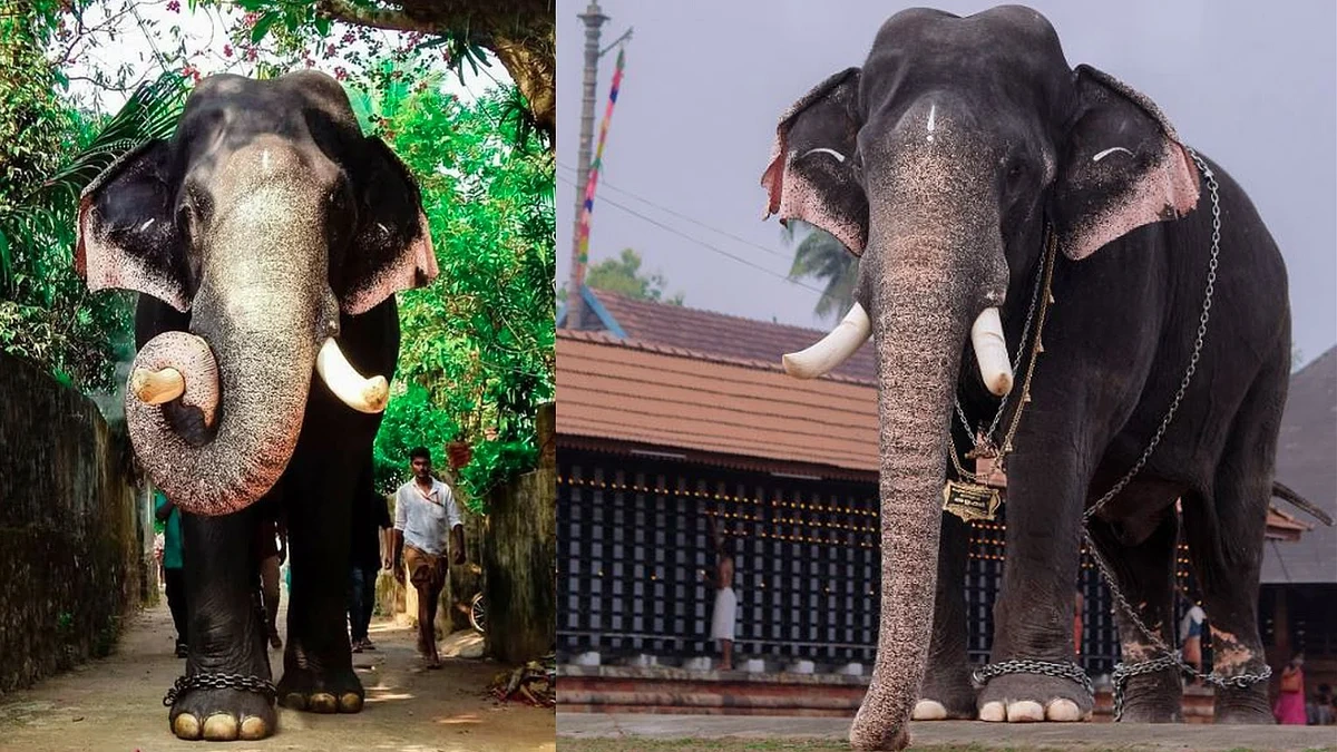 What We Can All Learn from the "Ayyappan Model" of Service