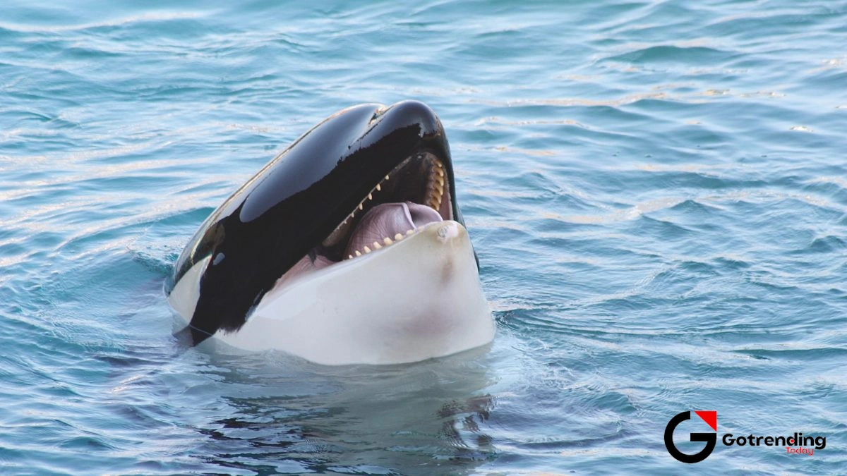 So, Why Do We Call Them 'Killer Whales'? (A History of Bad PR)