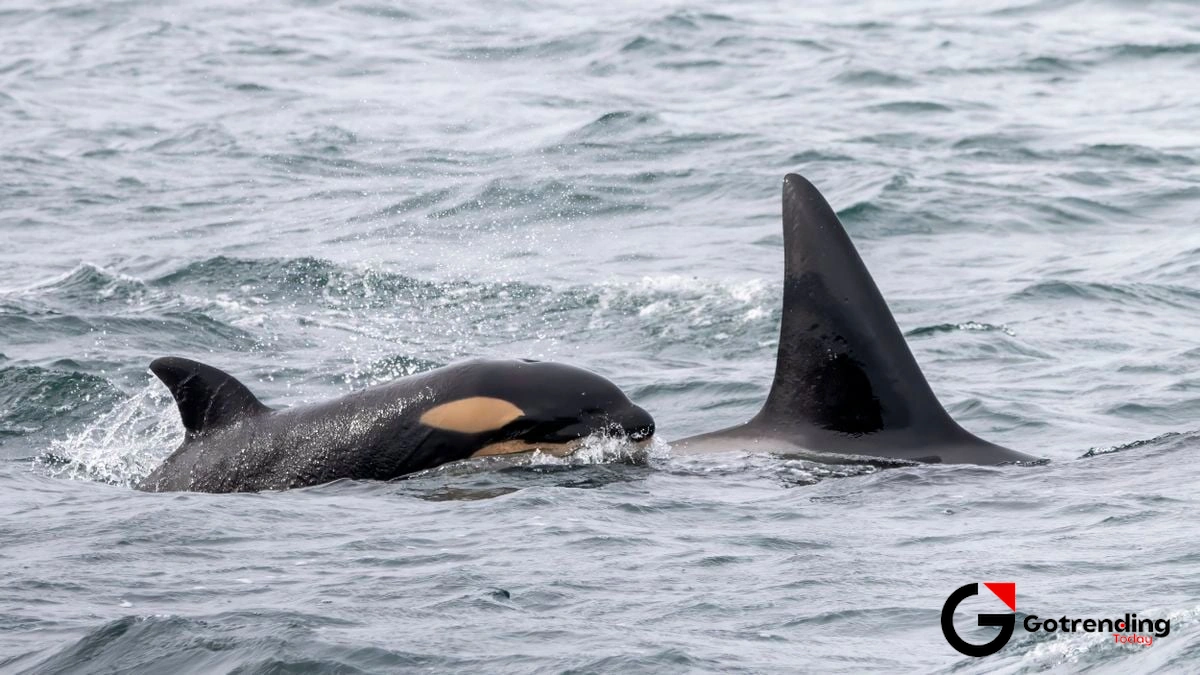The Einstein of the Ocean | A Peek Inside the Orca's Mind