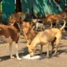 stray dogs