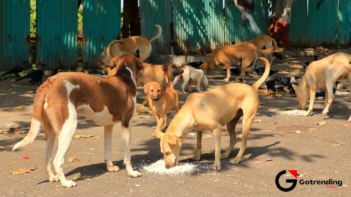 stray dogs
