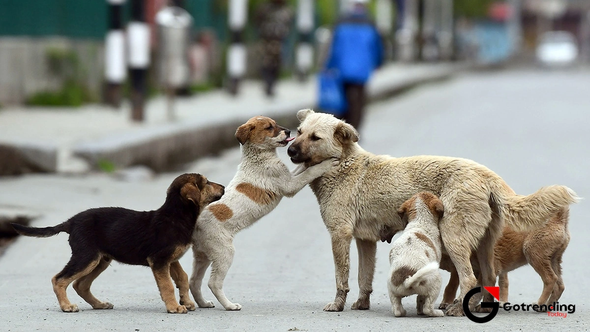 Beyond the Bark and Bite | Why We're All Talking About Stray Dogs