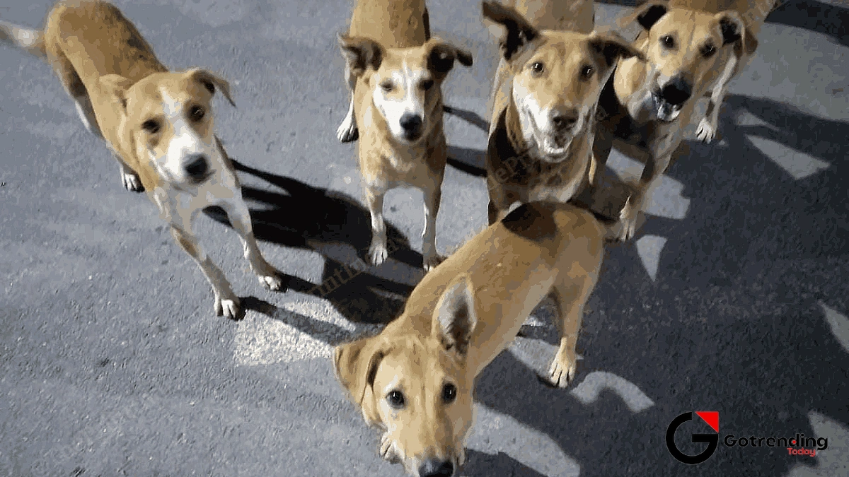 The Great Indian Jugaad for Animal Welfare | The ABCs of the Problem