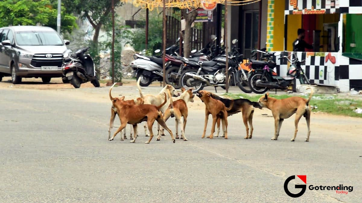 From 'Stray' to 'Community Dog' | A Shift in Perspective We Desperately Need