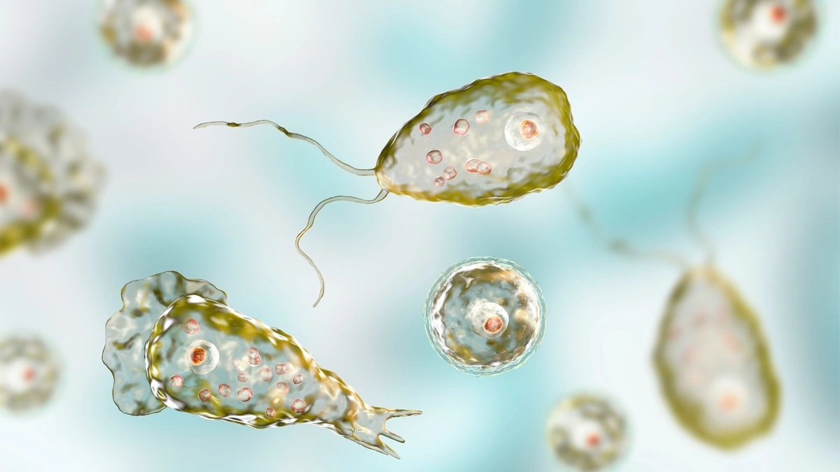 What Exactly IS a Brain-Eating Amoeba (and Where Does It Hang Out)?
