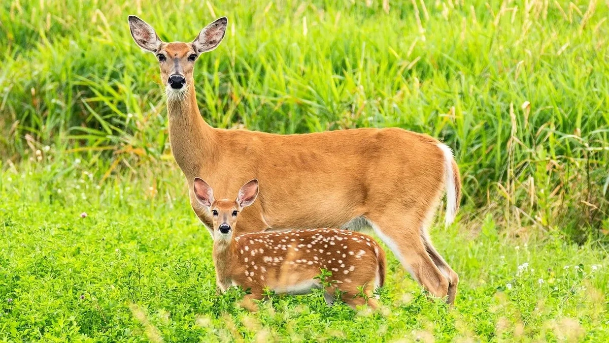 doe