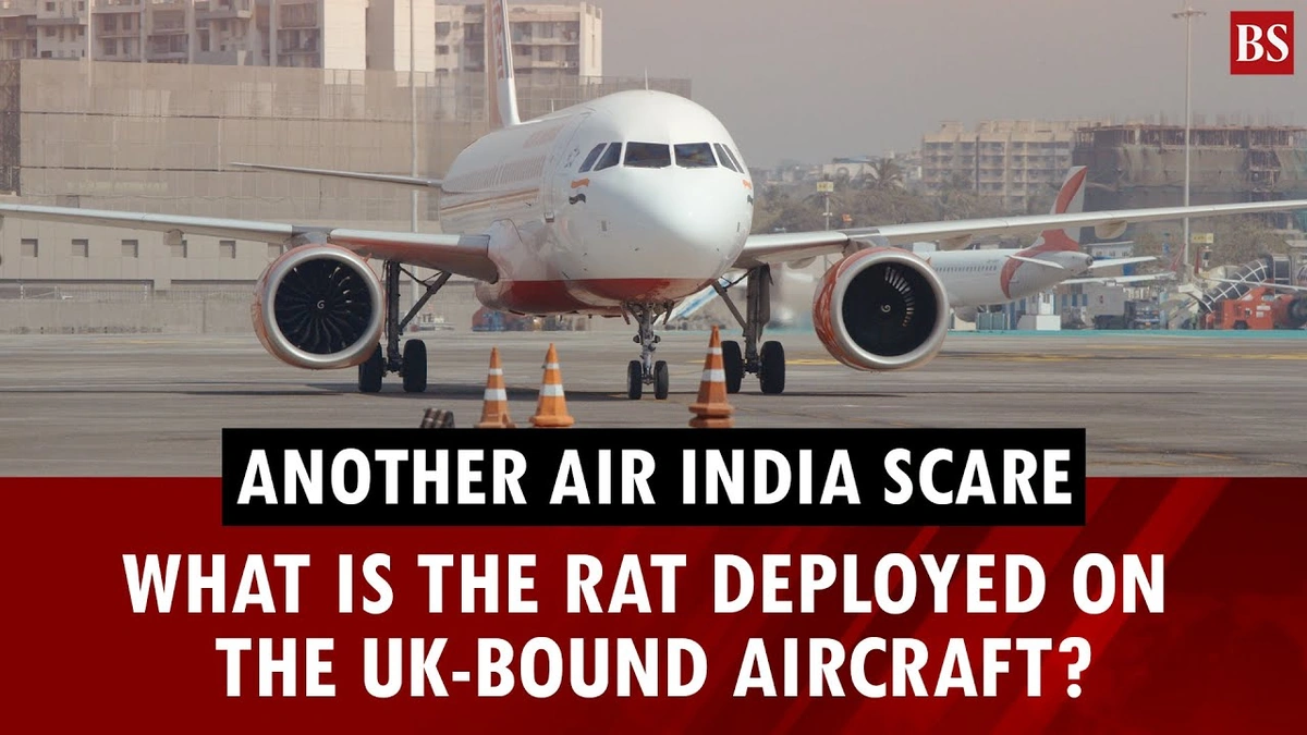Why a Rat on a Plane is a Bigger Deal Than You Think