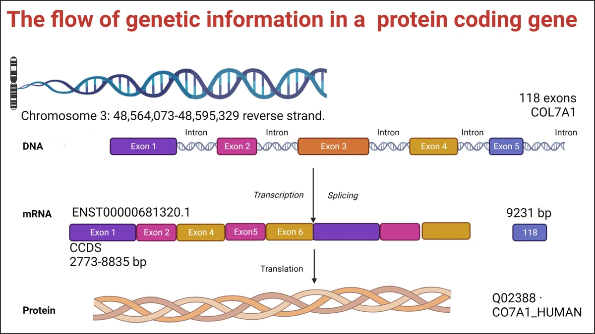 Gene-Environment Interactions Dermatology