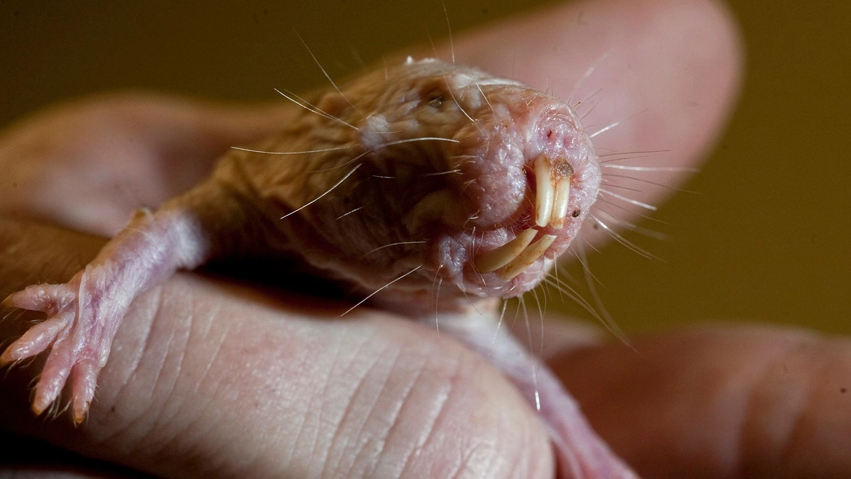 The "Why" | What Makes Naked Mole-Rats So Special?