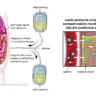 Peritoneal dialysis