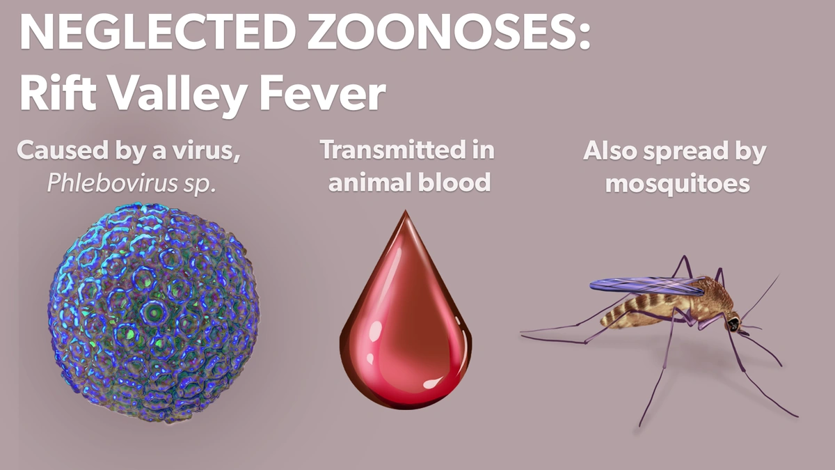 Rift Valley Fever