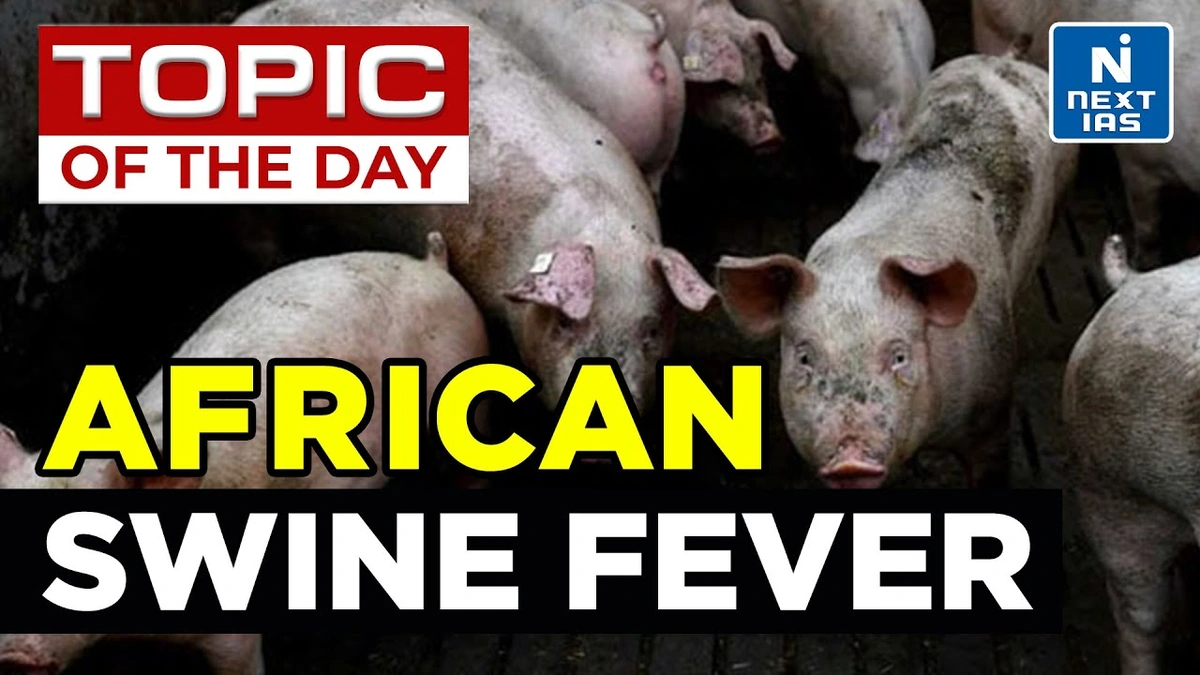 african swine fever
