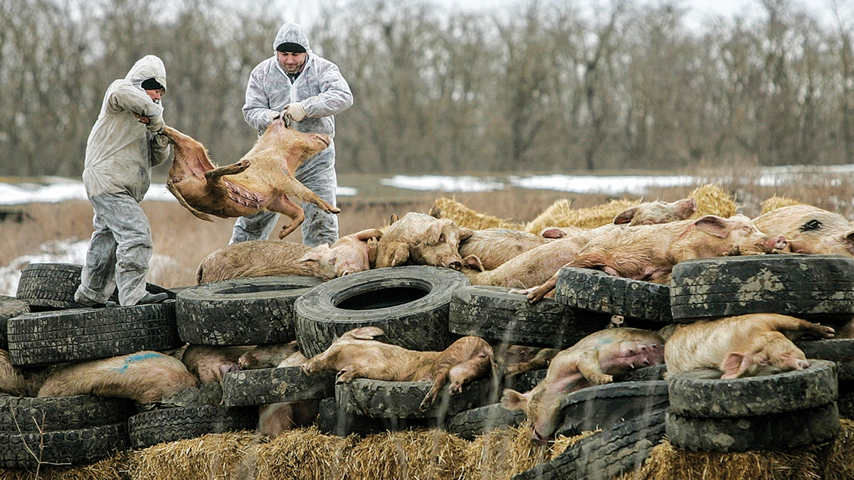 What Exactly IS African Swine Fever, Anyway?