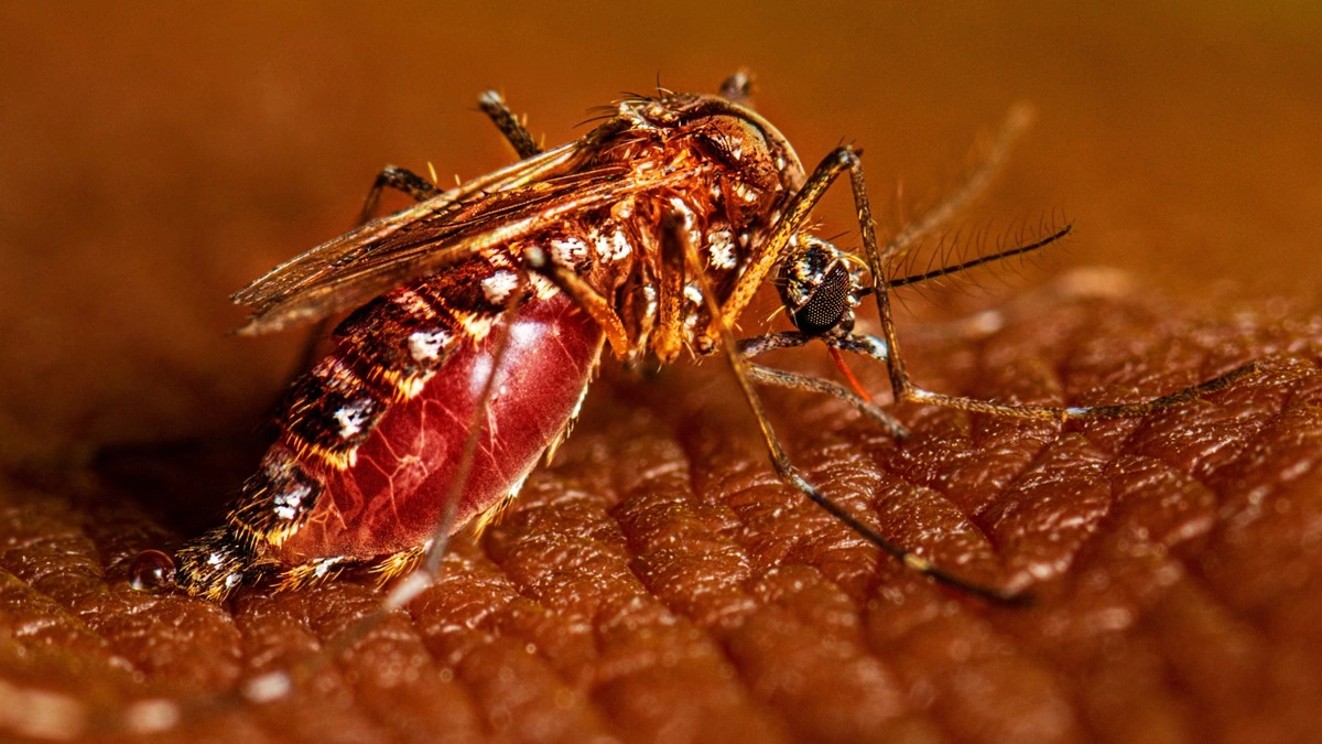 dengue outbreak