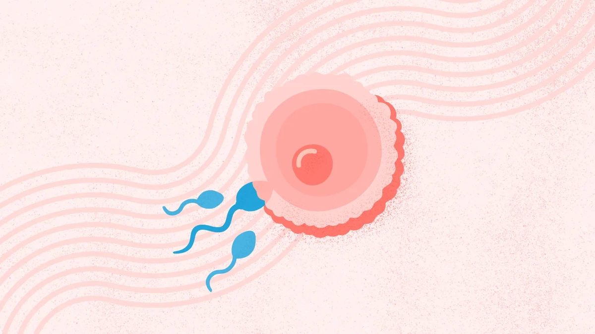 fertility