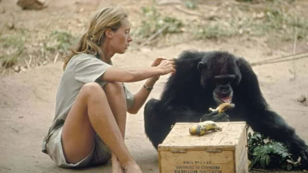 jane goodall