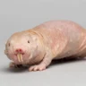naked mole rats