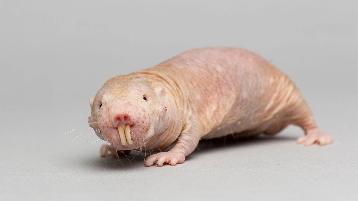 naked mole rats