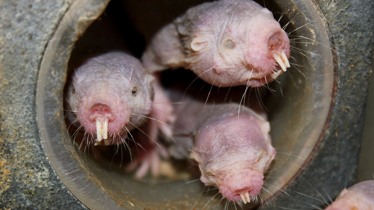 The Naked Truth | Why Study a Wrinkled Rodent?